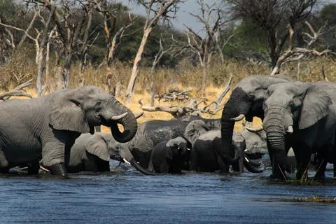 Herd Of Elephants Stock Photos