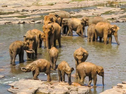 Herd of elephants in a river Stock Photos