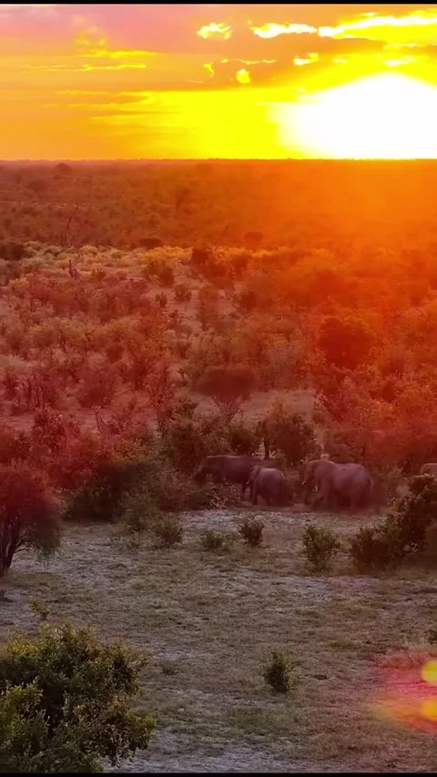 A herd of elephants runs at sunset 库存影片 326638184