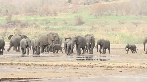 A herd of elephants at a shallow river Stock Footage 11899988