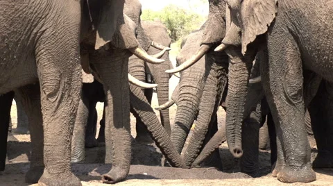 Herd of elephants showing close-up of trunks drinking from waterhole Stock Footage 46375348