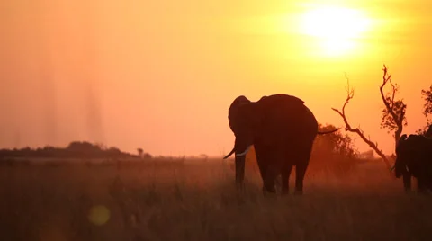 A herd of elephants silhouetted at sunset  Stock Footage 22956706