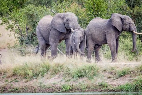 Herd of Elephants standing in the grass. Stock Photos