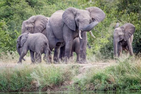 Herd of Elephants standing in the grass. Stock Photos