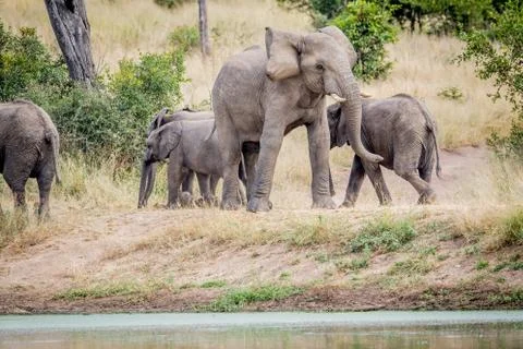 Herd of Elephants standing in the grass. Stock Photos