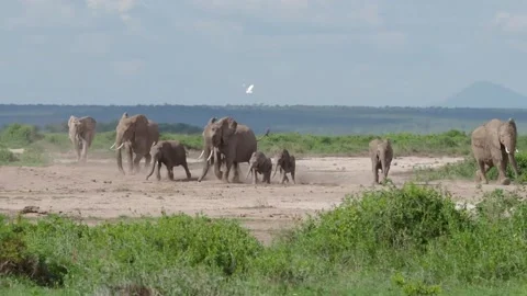 A herd of elephants standing next to a body of water Stock Footage 155393665