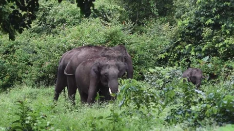 A herd of Elephants surrounded by the lush greenery of and Indian jungle Stock Footage 251880050