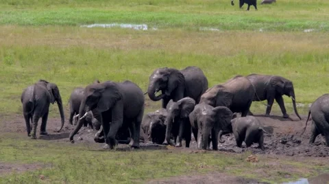 Herd of Elephants taking Mud Bath Stock Footage 43013932