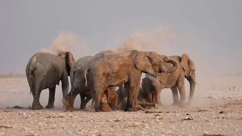 Herd of elephants throwing dust on themselves in Etosha National Park, Namibia 스톡 동영상 106337337