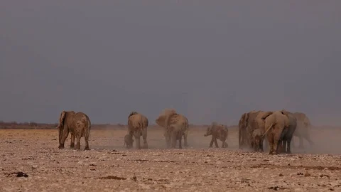 Herd of elephants throwing dust on themselves in Etosha National Park, Namibia Video stock 106337464