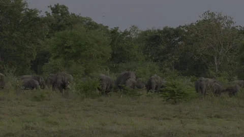 Herd of elephants together Stock Footage 293635755