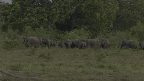 Herd of elephants together1 Stock Footage 293635798