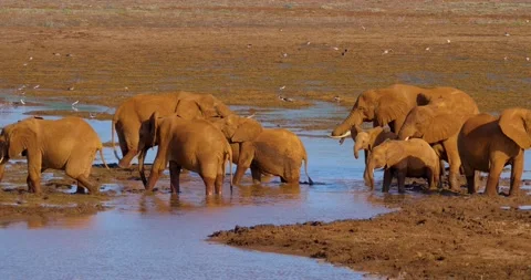 Herd of Elephants in Tsavo Conservation Area, Kenya Stock Footage 132936970