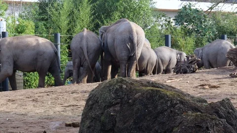 Herd of Elephants turning and walking  around Stock Footage 129498775