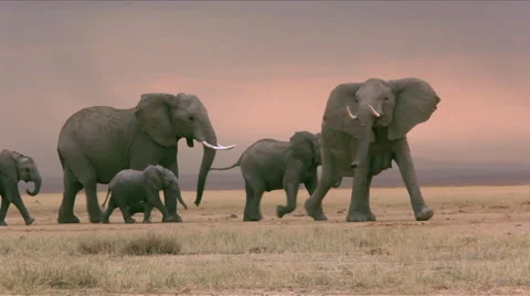 A herd of elephants walk across plain Video stock 44807329