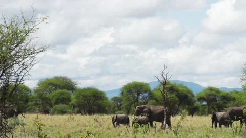 A herd of elephants walking across a grass covered field Stock Footage 155396023