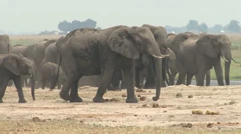 Herd of elephants walking 库存影片 10870317