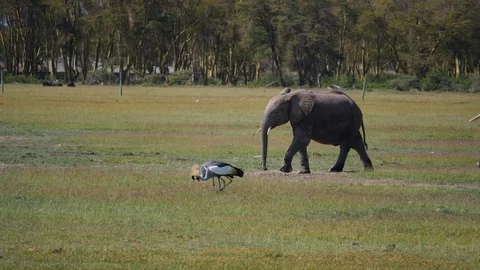 Herd of Elephants walking Stock Footage 88555571