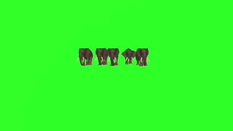 "Herd of Elephants Walking Forward - 4K Green Screen Wildlife Footage" Stock Footage 282546345