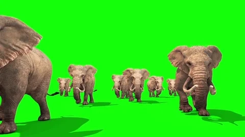 Herd of Elephants Walking Front Green Screen 3D Rendering Animation Stock Footage 73020785