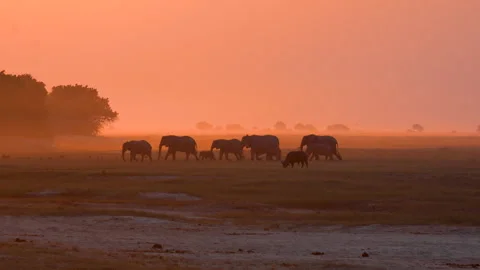 Herd of elephants walking at red sunset in Chobe National Park, Botswana Stock Footage 340190516