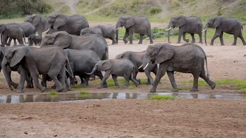 Herd of elephants walking by the river Stock Footage 135225476