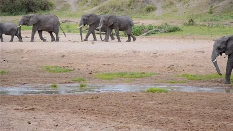 Herd of elephants walking by the river Stock Footage 135225495