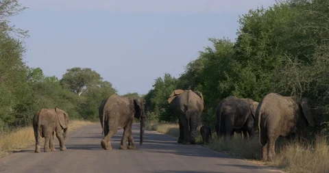 Herd of elephants walking on the road Stock Footage 90536979