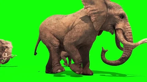 Herd of Elephants Walking Side Green Screen 3D Rendering Animation 스톡 동영상 73020640