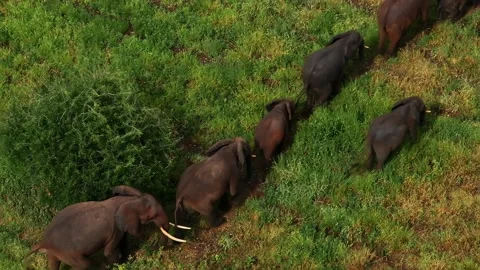 Herd of elephants walking in single file line on green grass Stock Footage 316235777