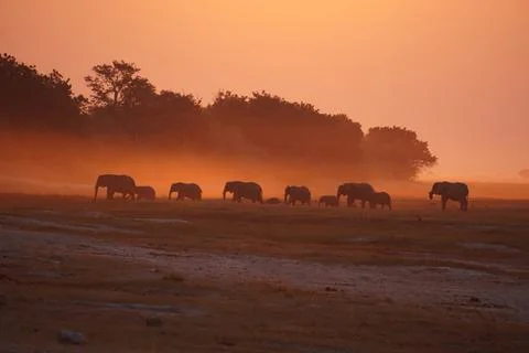 Herd of Elephants Walking at Sunset in Chobe National Park, Botswana Stock Photos