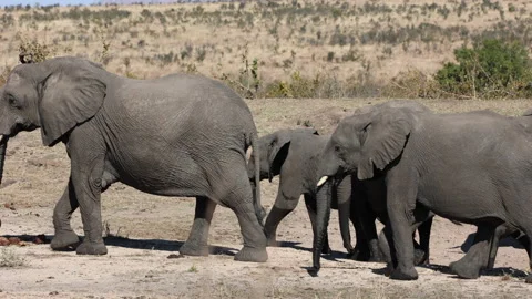 A herd of elephants walking through the bush. Stock Footage 219014492
