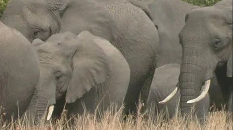Herd of Elephants walking through grass Stock Footage 22198103