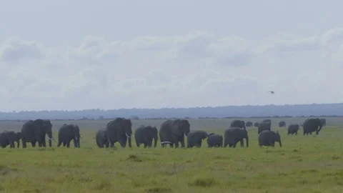 Herd of Elephants walking together Stock Footage 112509677