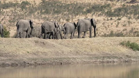 Herd of elephants walking together. Stock Footage 165259398