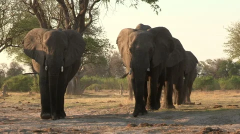 Herd of elephants walking towards camera Stock Footage 46373448