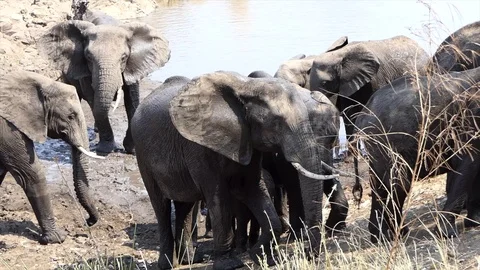 Herd of Elephants walking uphill Video stock 121677160