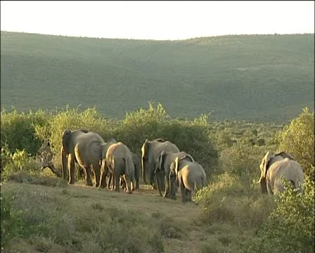 A herd of elephants walking in the veld. Stock Footage 11623587