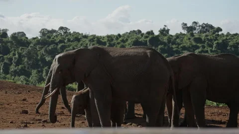 Herd of Elephants Walking in the Wild Stock Footage 289797239