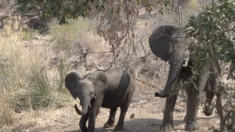 Herd of elephants warning and then descending to watering hole Video stock 121677079