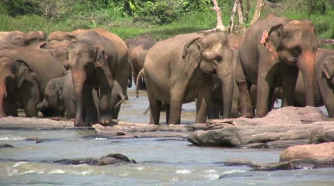 Herd of elephants in the water Stock Footage