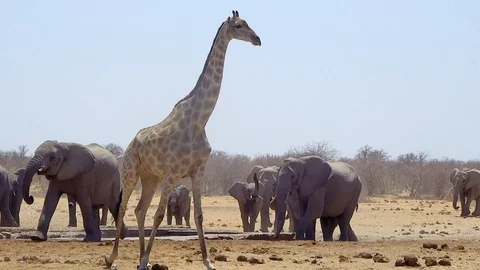 Herd of elephants at water hole Stock Footage 118444719