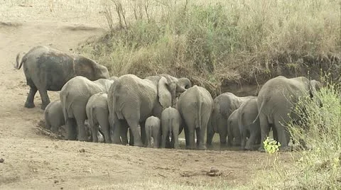 A herd of elephants at a waterhole . Stock Footage 12359097