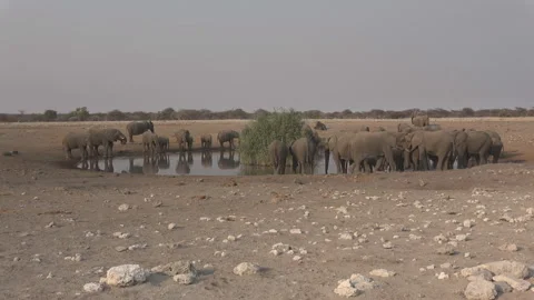 Herd of elephants at the watering hole, Namibia (Africa) Video stock 106963784