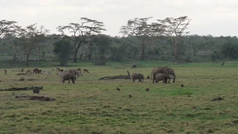 Herd Of Elephants Zebras And Monkeys Graze In Wildlife Of Africa National Park Stock Footage 194111982