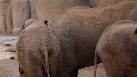 Herd of elephants zoo Видео 106020629