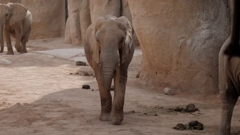 Herd of elephants zoo Видео 106020687