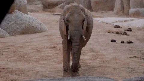 Herd of elephants zoo Видео 106020879