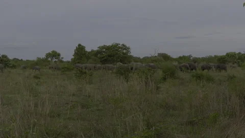 Herd of elephants22 Stock Footage 293472003