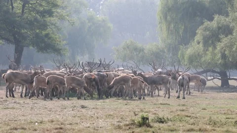 A herd of elk are eating feed 스톡 동영상 214564309